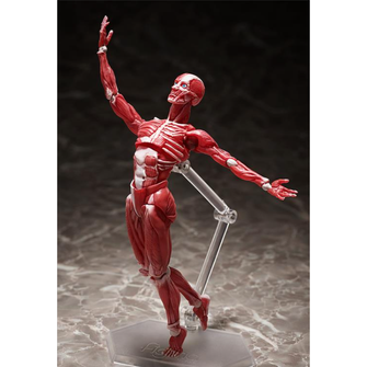 Figma Action Figure Series SP-142 Human Anatomical Models