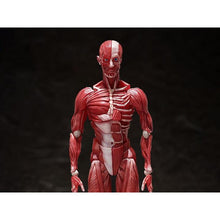 Figma Action Figure Series SP-142 Human Anatomical Models